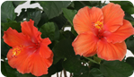 Hibiscus