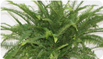 Emerald Queen Fern