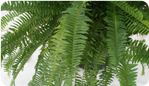 Emerald Queen Fern