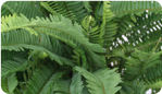 Emerald Queen Fern