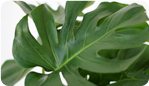 Monstera