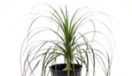 Ponytail Palm