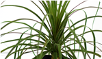 Ponytail Palm