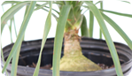 Ponytail Palm