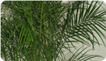 Pygmy Date Palm