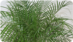 Pygmy Date Palm