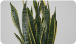 Sansevieria