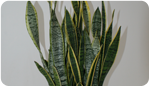 Sansevieria