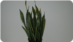 Sansevieria