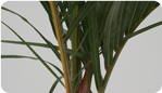 Spindle Palm