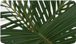 Spindle Palm