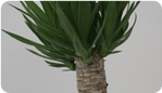 Yucca