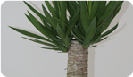 Yucca